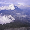 Plants: image 51 Of 208 Thumb